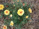 Portulaca Yellow